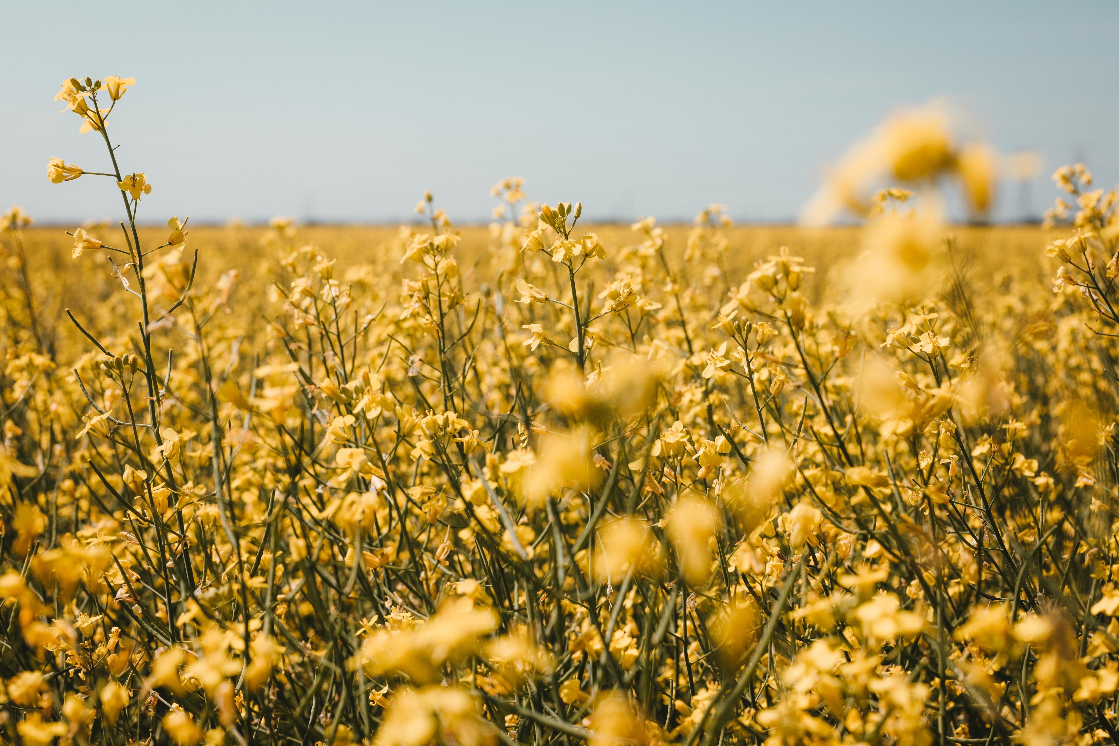 Yellow Flowers in a vast field